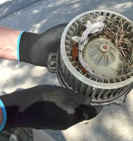 About Air Duct Mice Removal in Iona, FL